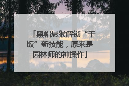 黑帽悬猴解锁“干饭”新技能，原来是园林师的神操作