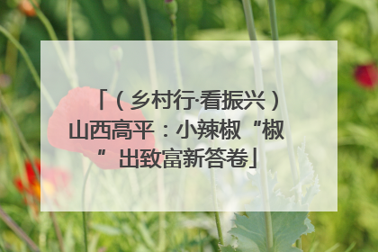 （乡村行·看振兴）山西高平：小辣椒“椒”出致富新答卷